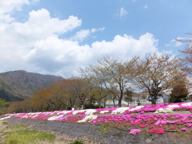 河口湖は春爛漫な景色