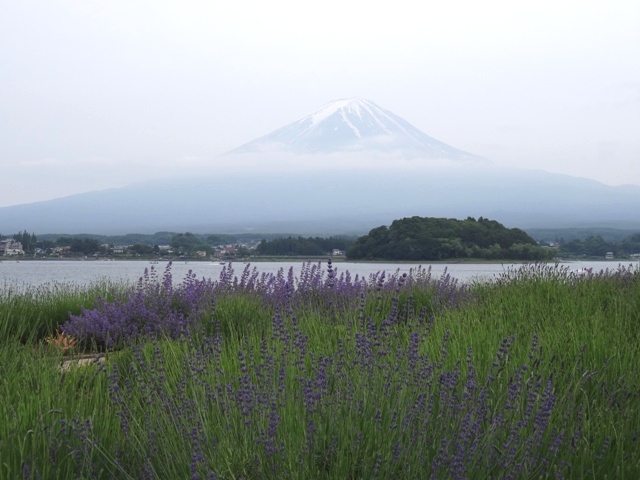 2013河口湖ハーブフェスティバル　ラベンダー開花情報vｏｌ１
